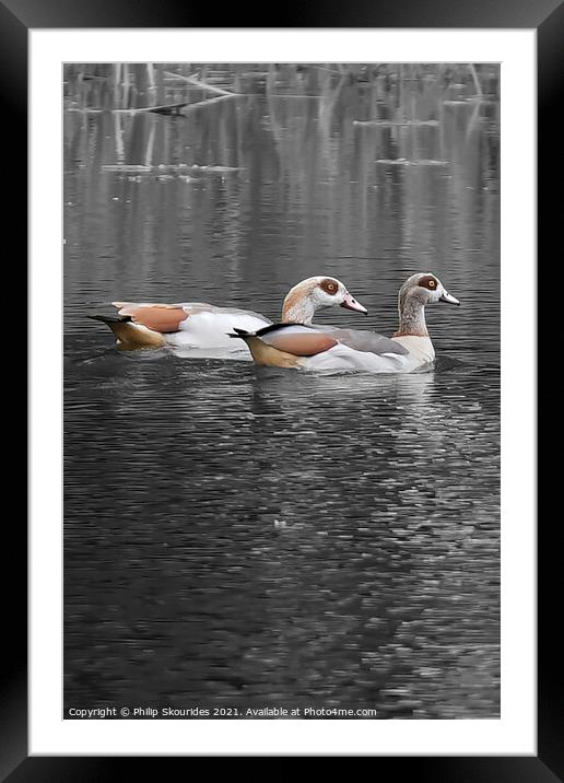 Egyptian Geese Framed Mounted Print by Philip Skourides