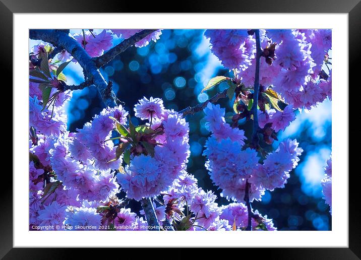 Cherry blossom Framed Mounted Print by Philip Skourides
