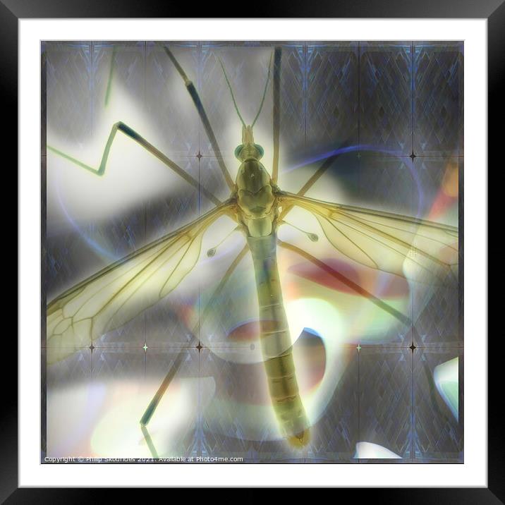Daddy long legs (Comman name) Framed Mounted Print by Philip Skourides