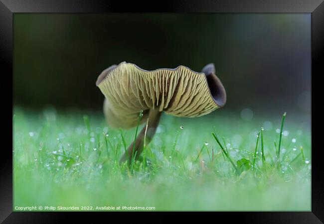 Fungi Framed Print by Philip Skourides