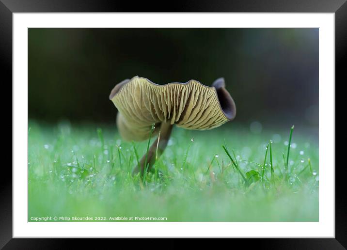 Fungi Framed Mounted Print by Philip Skourides