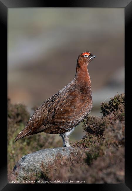 Red Grouse, Lagopus lagopus scotica Framed Print by Dave Hunt