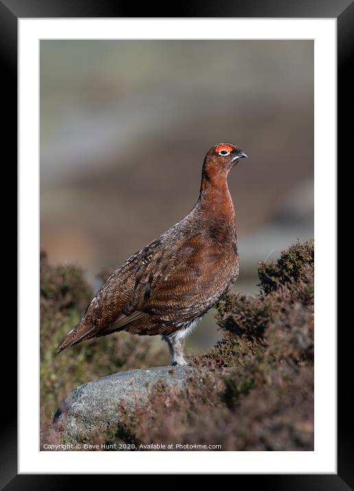 Red Grouse, Lagopus lagopus scotica Framed Mounted Print by Dave Hunt