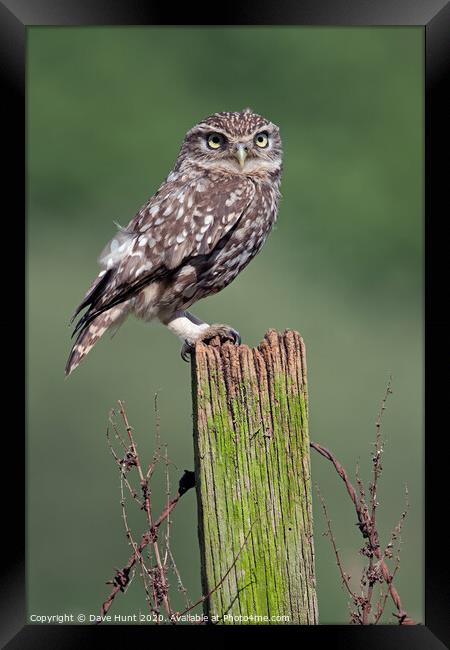 Little Owl, Athene noctua Framed Print by Dave Hunt