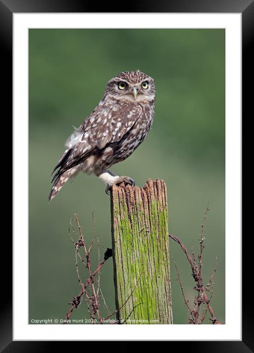 Little Owl, Athene noctua Framed Mounted Print by Dave Hunt