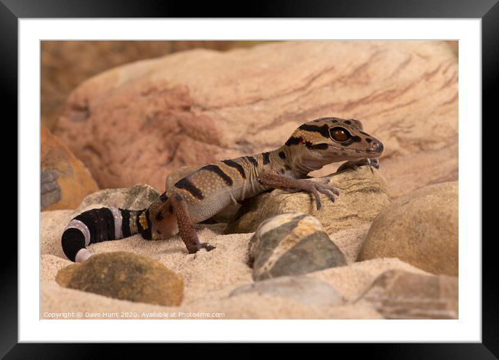 Chinese Tiger Gecko, Goniurosaurus araneus Framed Mounted Print by Dave Hunt