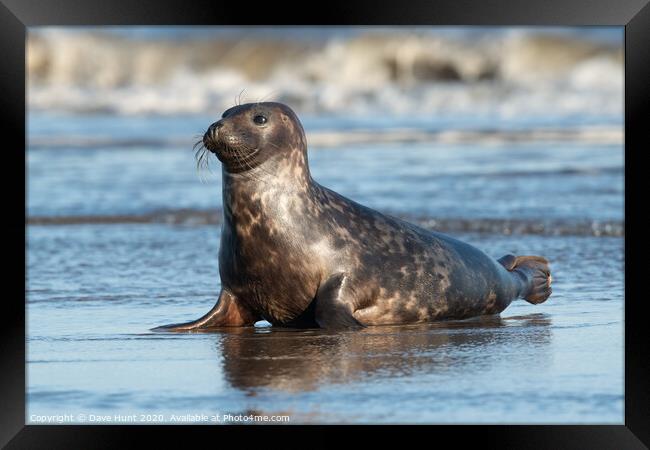 Harbour Seal, Phoca vitulina Framed Print by Dave Hunt