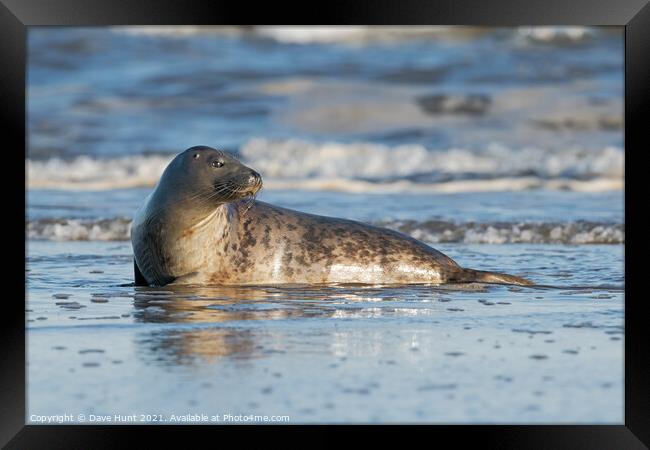 Harbour Seal (Phoca vitulina) Framed Print by Dave Hunt