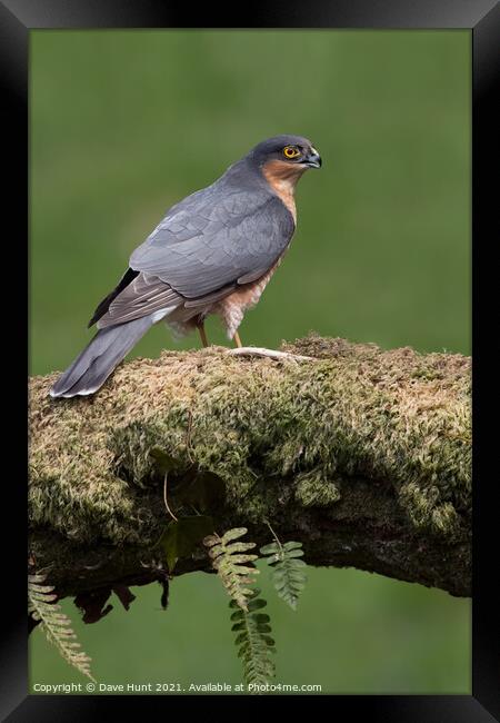 Sparrowhawk (Accipiter nisus) Framed Print by Dave Hunt