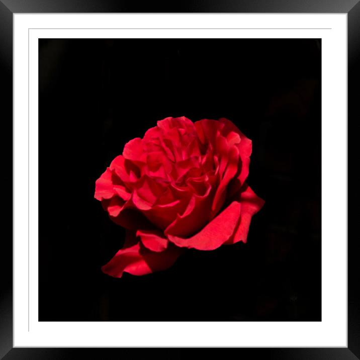 Rose on black Framed Mounted Print by Peter Taylor
