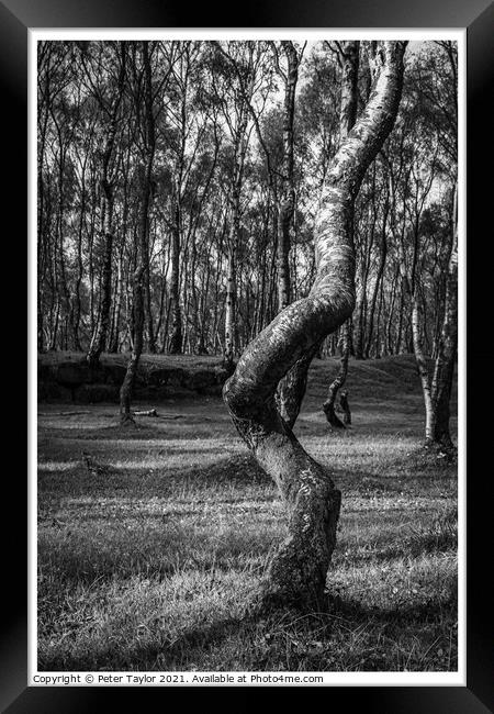 Twisted tree in Lawrencefield, Peak District Framed Print by Peter Taylor