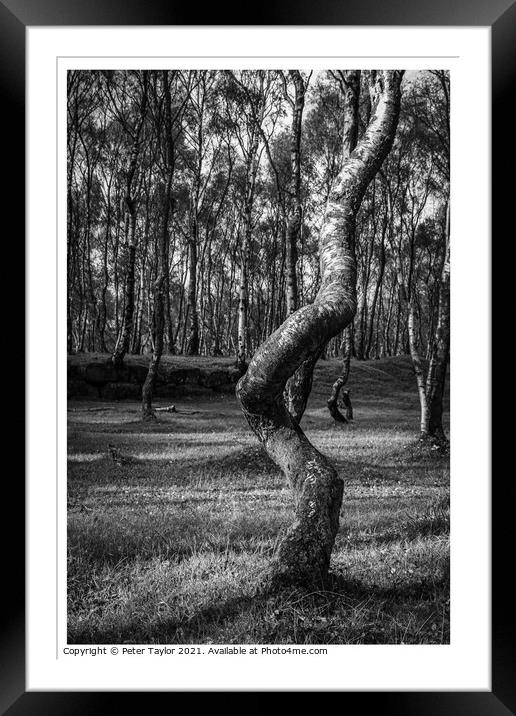 Twisted tree in Lawrencefield, Peak District Framed Mounted Print by Peter Taylor