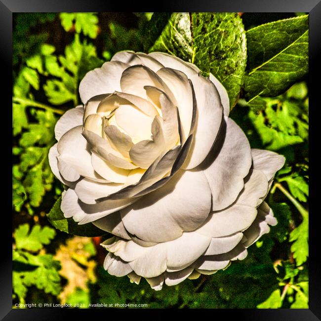 White Rose  Framed Print by Phil Longfoot