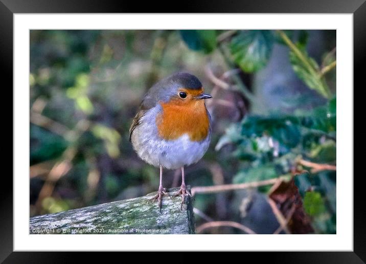 A Robin resting in the wood Framed Mounted Print by Phil Longfoot