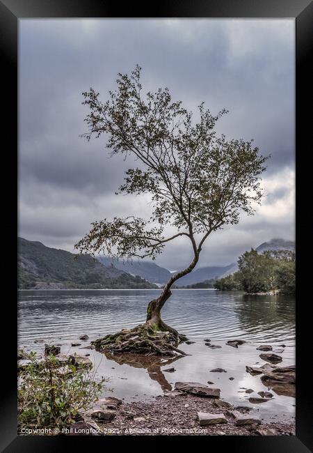 Lone Tree Llanberis  Framed Print by Phil Longfoot