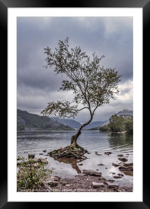 Lone Tree Llanberis  Framed Mounted Print by Phil Longfoot