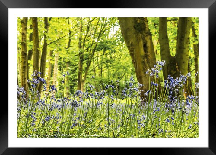 Beautiful Bluebells in a Merseyside woodland Framed Mounted Print by Phil Longfoot