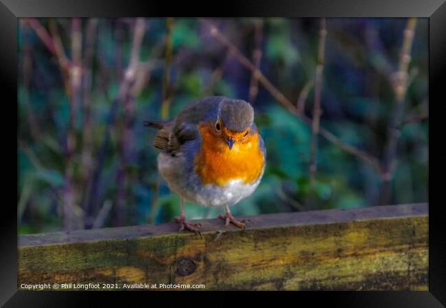 The beautiful Robin on a Winters day Framed Print by Phil Longfoot