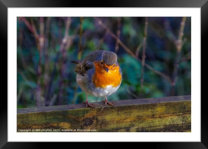 The beautiful Robin on a Winters day Framed Mounted Print by Phil Longfoot