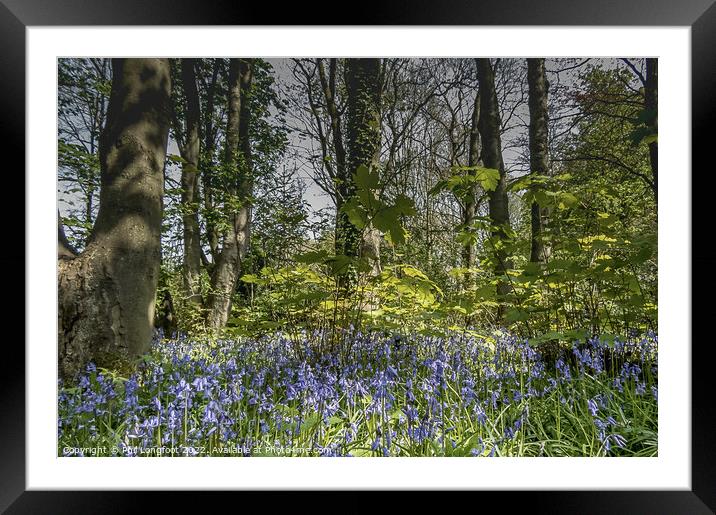 Beautiful Merseyside forest at Springtime Framed Mounted Print by Phil Longfoot