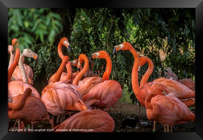 Pretty Flamingos Framed Print by Phil Longfoot