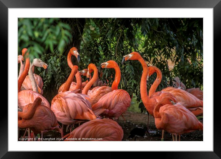 Pretty Flamingos Framed Mounted Print by Phil Longfoot