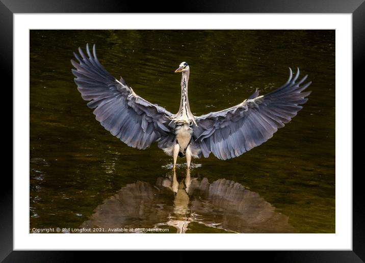 Magnificent Heron in a city park Liverpool Framed Mounted Print by Phil Longfoot