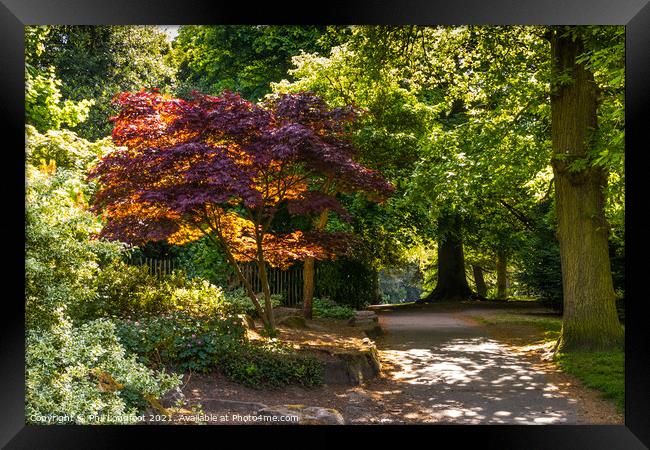 Colourful trees in Calderstones Park Liverpool  Framed Print by Phil Longfoot