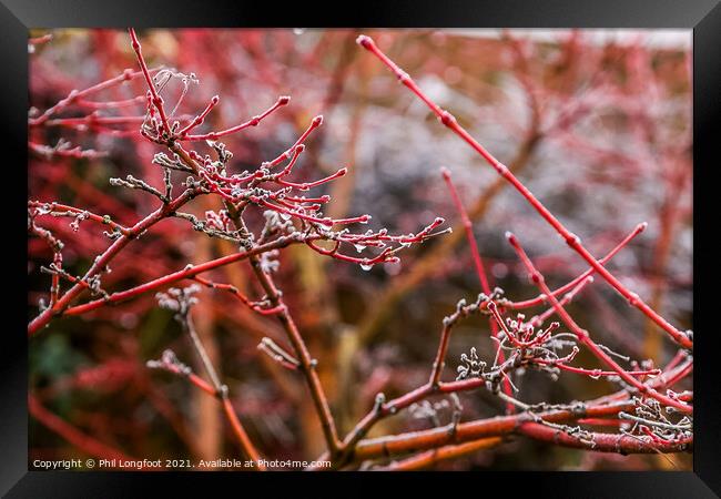Japanese Maple after a frosty night  Framed Print by Phil Longfoot