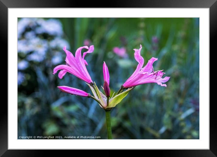 Nerines  Framed Mounted Print by Phil Longfoot
