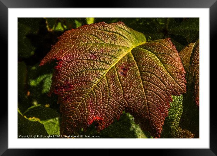 Those Autumn leaves Framed Mounted Print by Phil Longfoot