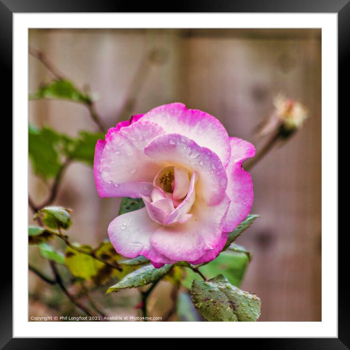 Beautiful Pink Rose on a rainy day  Framed Mounted Print by Phil Longfoot