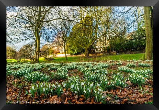 Snowdrops in a beautiful Liverpool Parks Framed Print by Phil Longfoot
