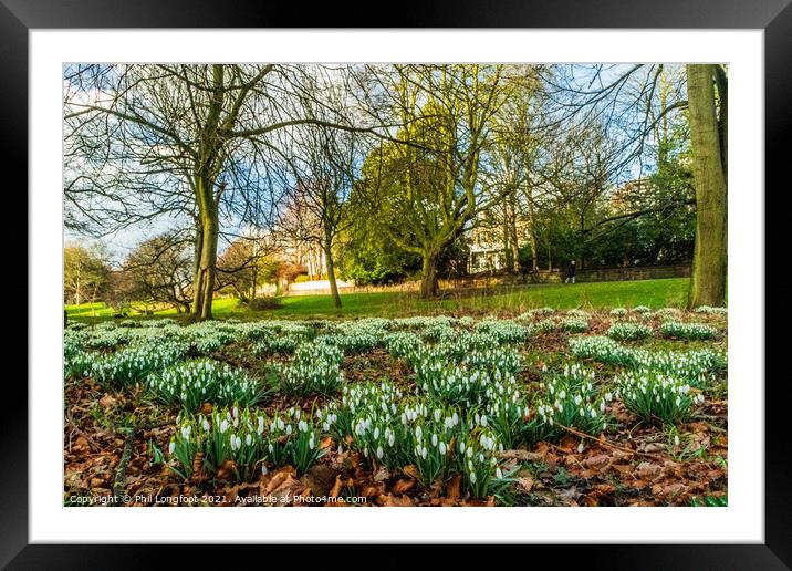 Snowdrops in a beautiful Liverpool Parks Framed Mounted Print by Phil Longfoot