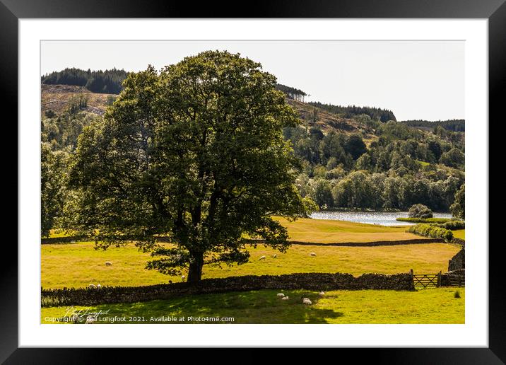 Lone tree near Esthwaite Water South Lakes Framed Mounted Print by Phil Longfoot