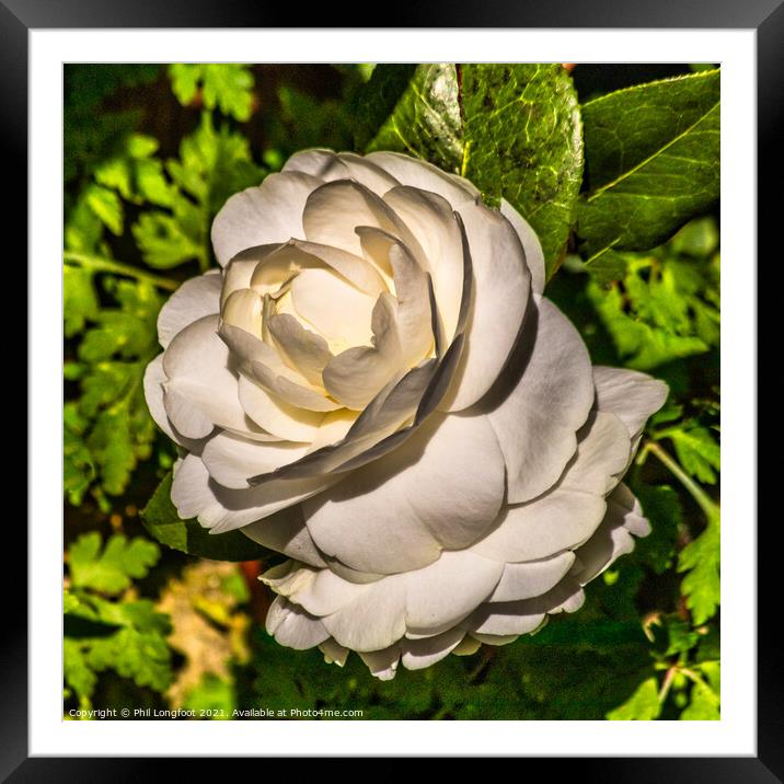 White Rose in my garden Framed Mounted Print by Phil Longfoot
