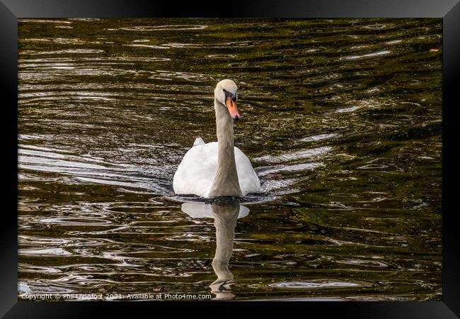 Swan Lake Framed Print by Phil Longfoot