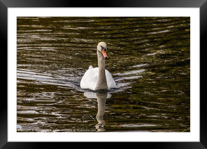 Swan Lake Framed Mounted Print by Phil Longfoot