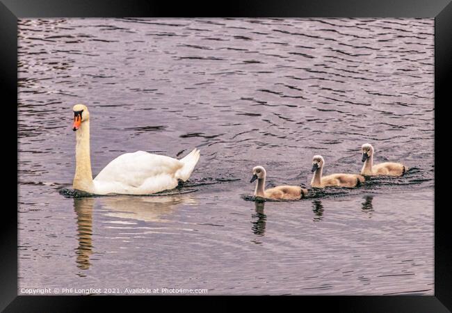 Swan family  Framed Print by Phil Longfoot