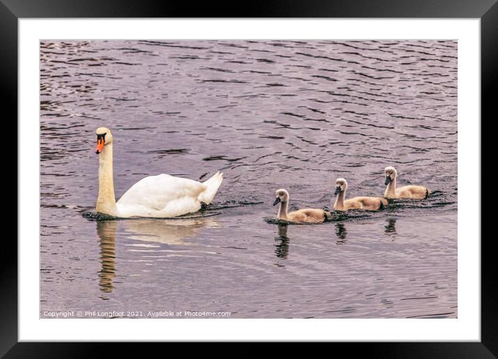 Swan family  Framed Mounted Print by Phil Longfoot