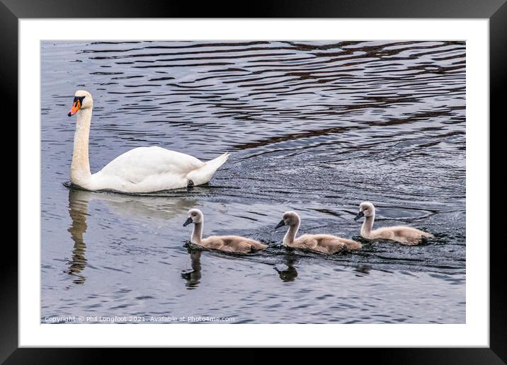 Swan Family 2  Framed Mounted Print by Phil Longfoot