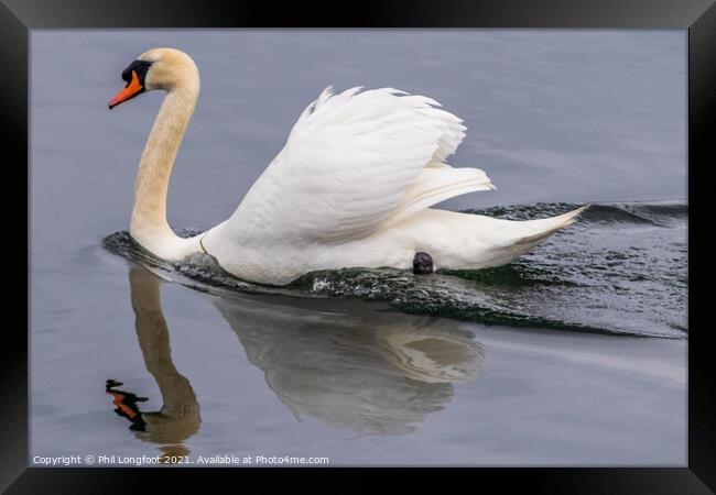 Swan Lake  Framed Print by Phil Longfoot