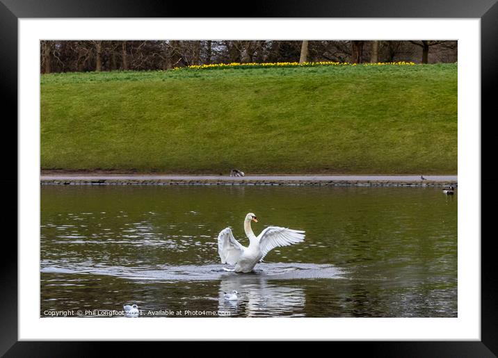 Swan flapping its wings Framed Mounted Print by Phil Longfoot