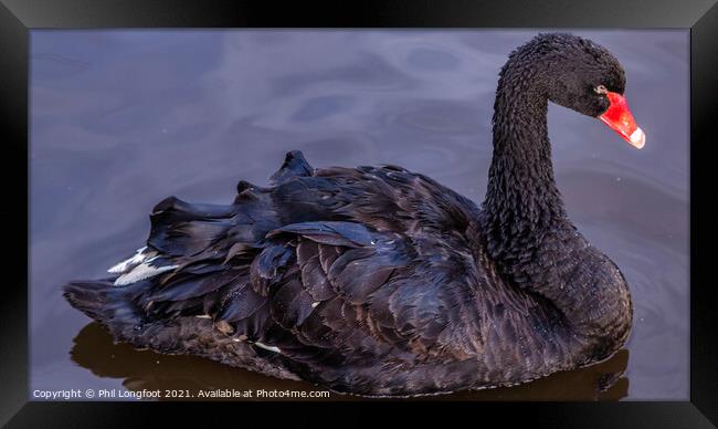 Black Swan Framed Print by Phil Longfoot