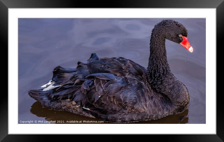 Black Swan Framed Mounted Print by Phil Longfoot