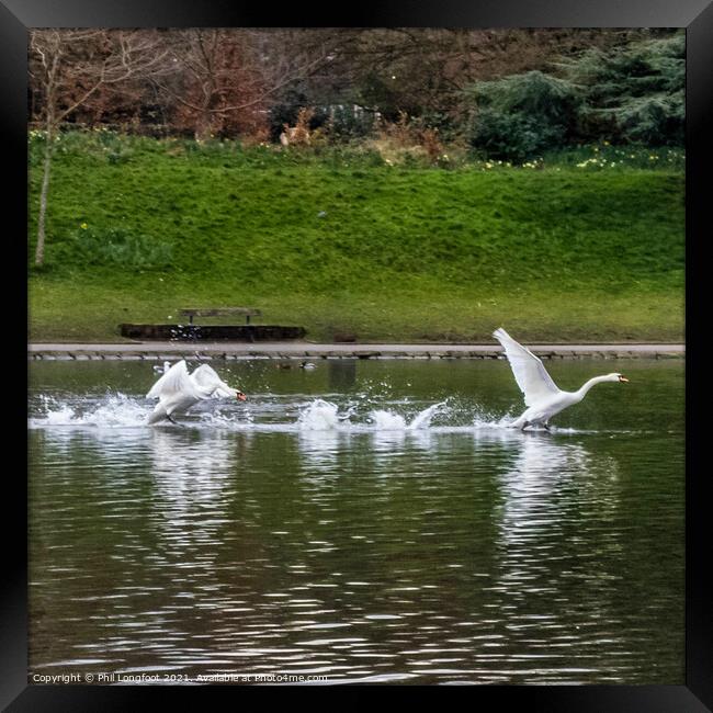 Swan take off. Framed Print by Phil Longfoot