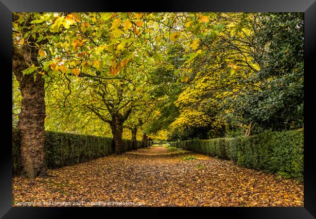 Autumn avenue Framed Print by Phil Longfoot