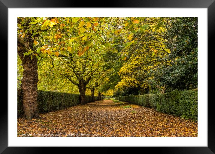 Autumn avenue Framed Mounted Print by Phil Longfoot