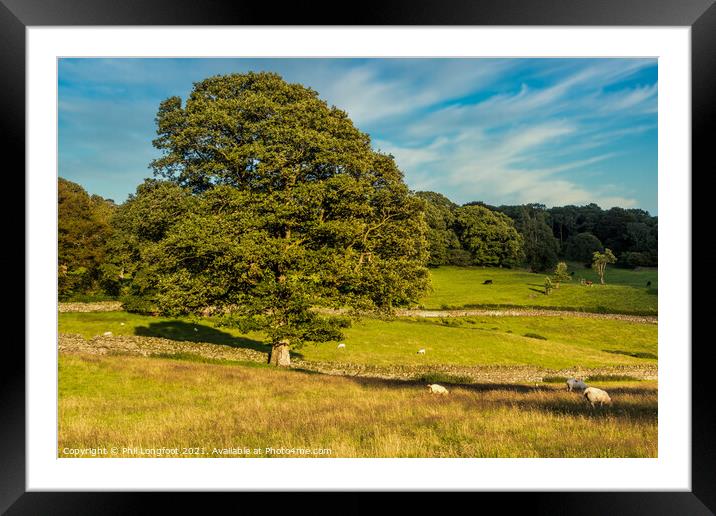 The lovely tree  Framed Mounted Print by Phil Longfoot