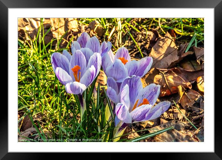 Crocus' in a Liverpool Park Framed Mounted Print by Phil Longfoot